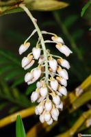 Dendrobium thyrsiflorum